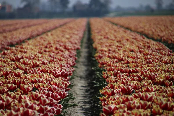 Tulpen Genaamd Leen Van Der Mark Een Rij Bloem Veld — Stockfoto