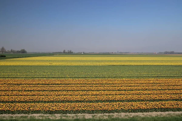 Yellow and red-yellow tulips in a row on a flower field in Oude-Tonge in the Netherlands.