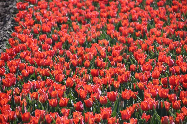 Tulipas vermelhas tipo 'Westfrisian vermelho "na luz solar em fileiras em um campo de flores longo — Fotografia de Stock
