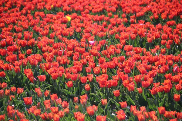 Czerwone tulipany typu "Red Westfrisian" w słońcu w wierszy w polu długości, kwiaty — Zdjęcie stockowe