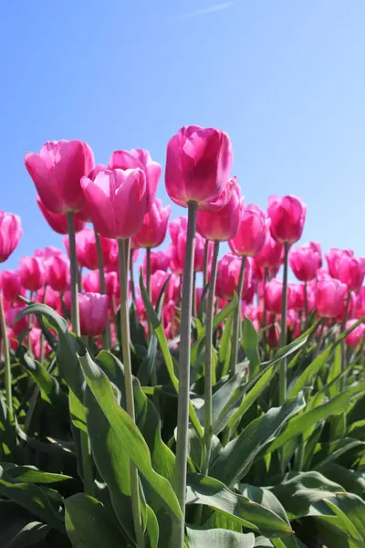 Type de tulipe rose "rose jumbo" dans une rangée de faible perspective dans l'éclairage de la lumière du soleil — Photo