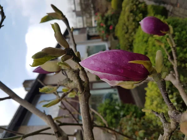 Drops Water Rain Dew Purple Flowers Magnolia — Stock Photo, Image