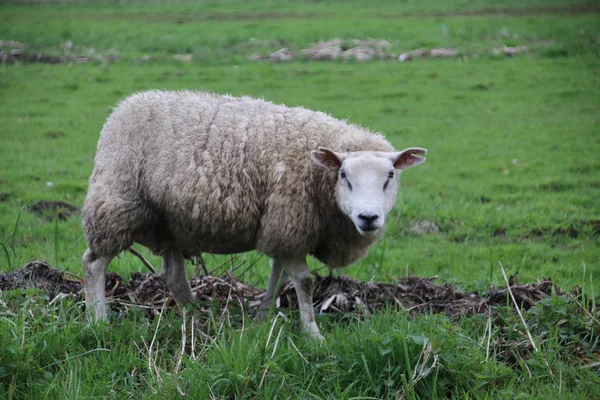 Овцы Лугах Польдера Уайльд Веенен Moerkapelle Нидерланды — стоковое фото