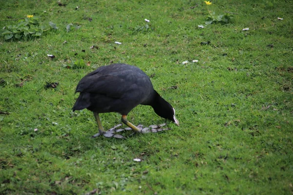 Weiße Gänseblümchenblümchen Gras Des Groene Hart Park Nieuwerkerk Aan Den — Stockfoto