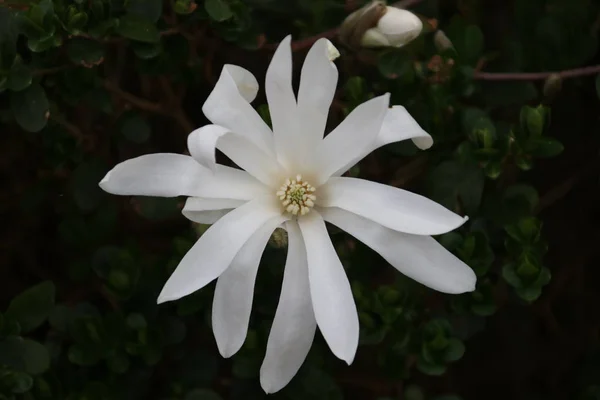 Magnolia Stellata Also Known Star Magnolia White Blossom Growing Spring — Stock Photo, Image