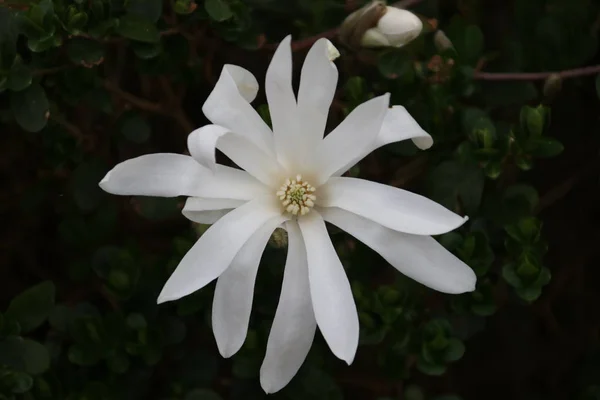 Magnolia Stellata Tavaszi Fehérvirágú Liliomként Ismert Hollandiai Nieuwerkerk Ijssel Ben — Stock Fotó