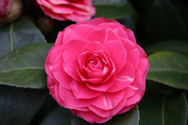 Rosa Rosa Está Creciendo Una Planta Nieuwerkerk Aan Den Ijssel — Foto de Stock