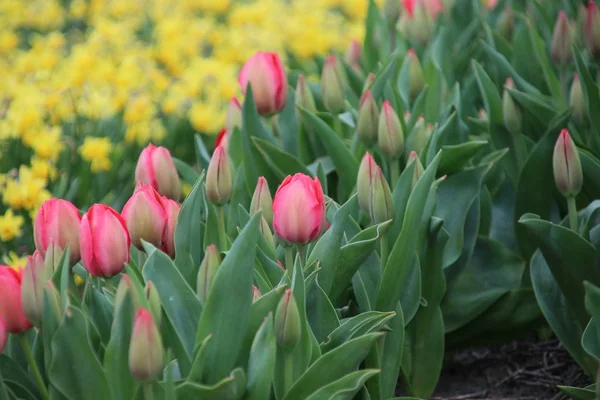 Premières tulipes au printemps dans un champ de la région de Lisse clos — Photo