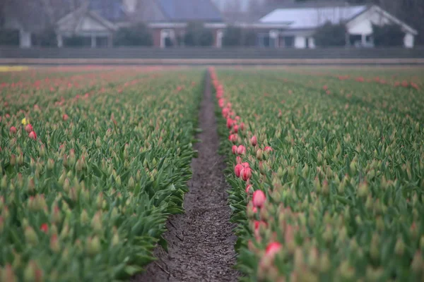 Pierwsze tulipany wiosną w polu w obszarze Lisse clos — Zdjęcie stockowe