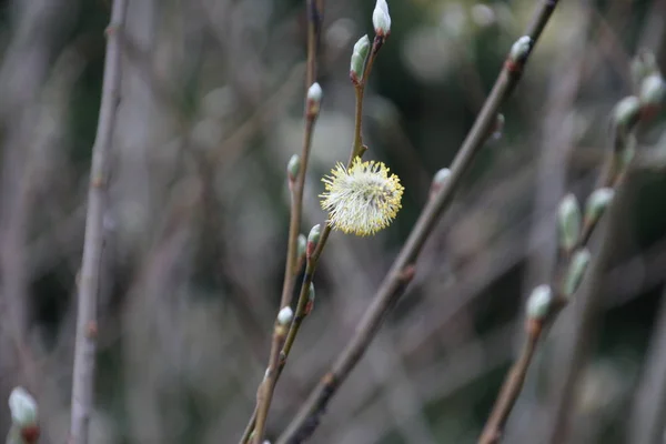 Saule Chatons Fleur Dans Une Brindille Sur Salix Arbre Dans — Photo