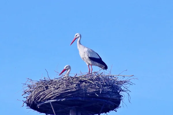 Storks Pole Nest Capelle Aan Den Ijssel Netherlands Spring — Stock Photo, Image