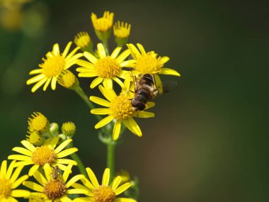 Arı güneşin sarı ragwort tesisi