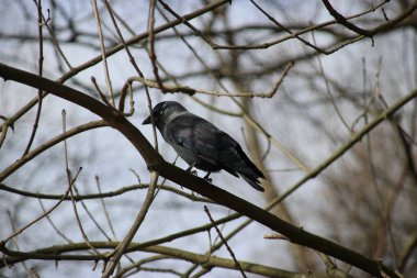 Ormanda Rotterdam Brienenoord Adası üzerinde küçük karga