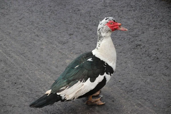 Pato Muscovy Uma Pista Ciclo Lama Waddinxveen Países Baixos — Fotografia de Stock