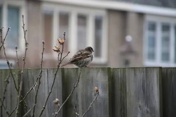 Sparrow sitting on a wooden fence in a garden in the Netherlands — Stock Photo, Image