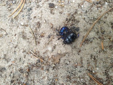 İki bok böceği Hollanda 'daki Veluwe' de ormanda kumda bir gübre topunu yuvarlıyorlar.