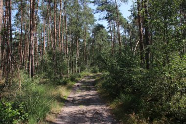 Hollanda 'daki Veluwe' de, Dellen 'da yaprakları ve iğneleri olan bir ağaç.