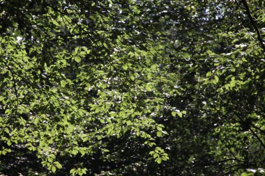 Hollanda 'daki Veluwe' de, Dellen 'da yaprakları ve iğneleri olan bir ağaç.