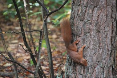 Kızıl sincap veya Avrasya kızıl sincabı (Sciurus vulgaris) Hollanda 'da bir ağaca tırmanıyor.