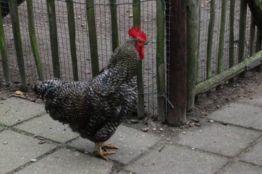 Oldebroek, Hollanda 'da bir çiftlikte Barred Rock Rooster.