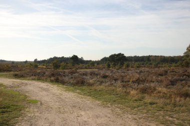 Hollanda, Gelderland 'deki Veluwe' de Wezeper Heide 'da mor fundalık.