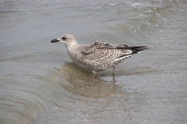 Hollanda 'daki Noordwijk sahilindeki martı.