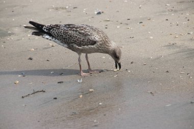 Hollanda 'daki Noordwijk sahilindeki martı.