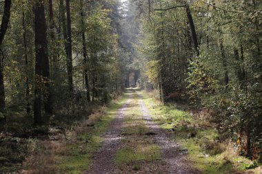 Hollanda 'nın Veluwe bölgesinde sonbahar mevsimi boyunca çeşitli renklerde yapraklar.