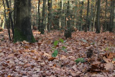 Hollanda 'nın Veluwe bölgesinde sonbahar mevsimi boyunca çeşitli renklerde yapraklar.