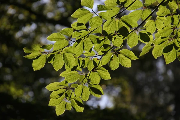 Δέντρο Πράσινα Φύλλα Και Βελόνες Στον Ήλιο Στο Dellen Στο — Φωτογραφία Αρχείου