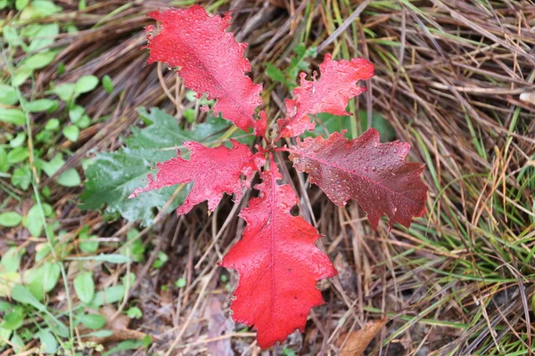 Feuilles Colorées Plusieurs Couleurs Pendant Saison Automne Sur Région Veluwe — Photo