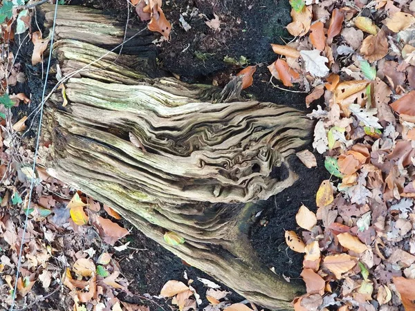 Layers Tree Trunk Fallen Leaves Veluwe Netherlands — Stock Photo, Image