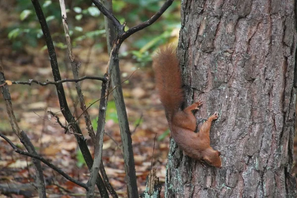 The red squirrel or Eurasian red squirrel (Sciurus vulgaris) is climbing in a tree in the Netherlands