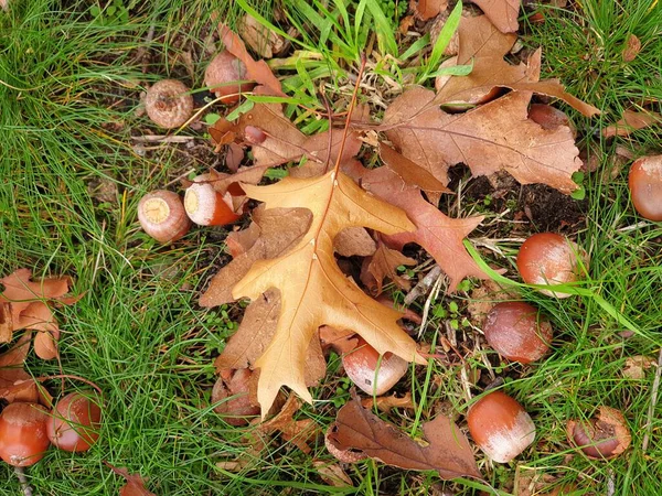 Коричневі Жолуді Зібрані Восени Лісі Велюве Нідерланди — стокове фото