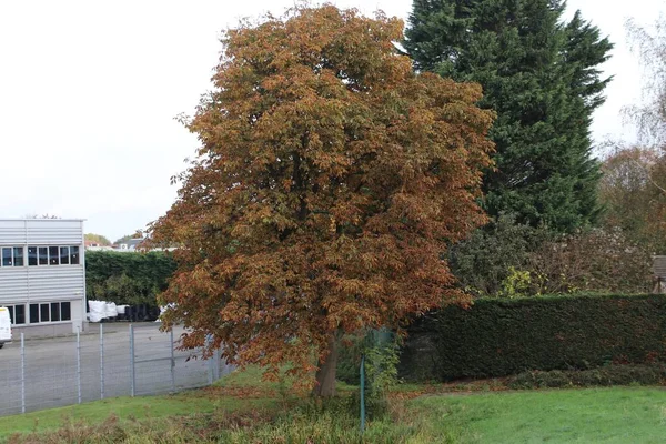 Strom Kaštanu Hnědými Listy Během Podzimu Nizozemsku — Stock fotografie