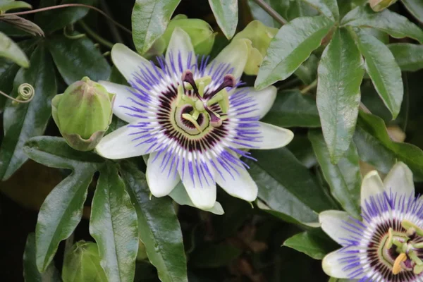 Cabeza Flor Blanca Púrpura Primer Plano Flor Pasión Passieflora — Foto de Stock