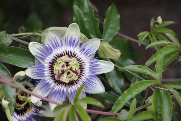 White Purple Flower Head Close Passion Flower Passieflora — Stock Photo, Image