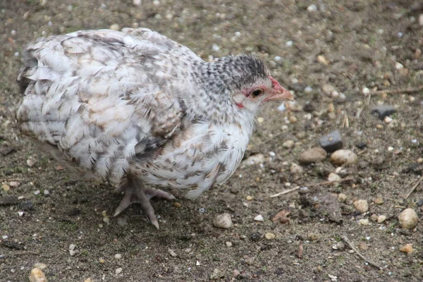 Barred Rock Курица Ферме Oldebroek Нидерландах — стоковое фото