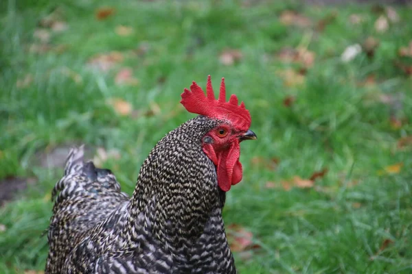 Barred Rock Rooster Farmie Oldebroek Holandii — Zdjęcie stockowe