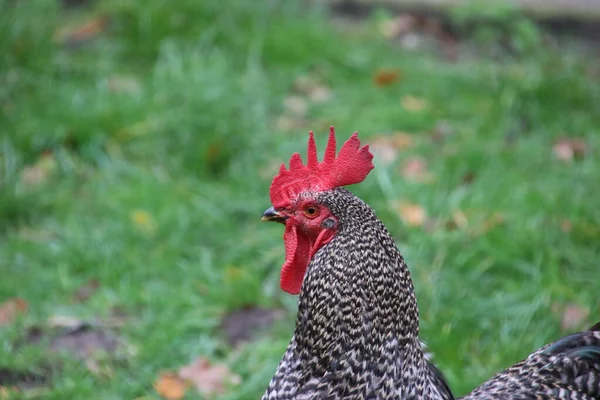 荷兰奥尔德布鲁克的一个农场里 一只烤岩石公鸡 — 图库照片