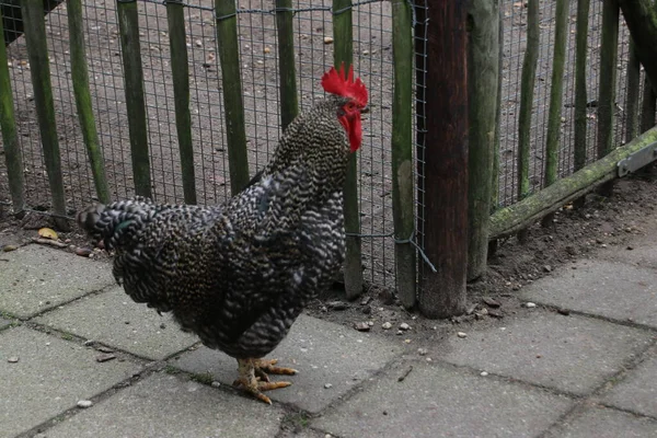 Barred Rock Rooster Farmie Oldebroek Holandii — Zdjęcie stockowe