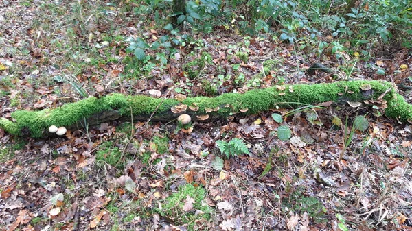 Fungo Collybia Amanitae Nella Foresta Veluwe Nei Paesi Bassi — Foto Stock