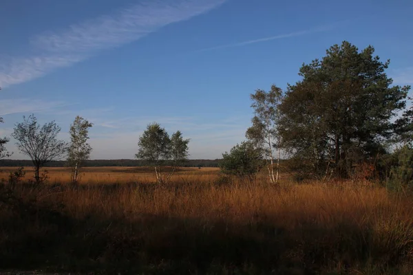 Bruyère Pourpre Lande Wezeper Heide Sur Veluwe Gueldre Pays Bas — Photo