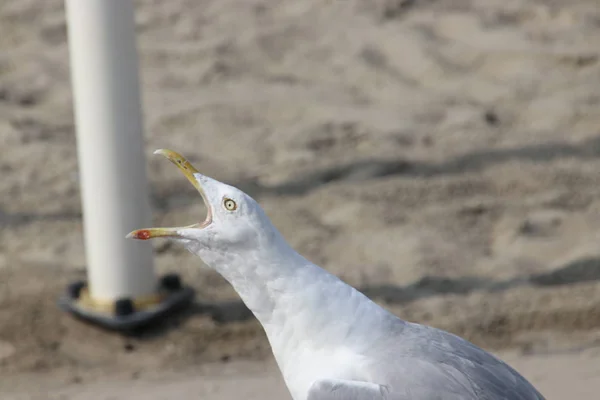 นกนางนวลบนชายหาดตามชายฝ งทะเลของ — ภาพถ่ายสต็อก