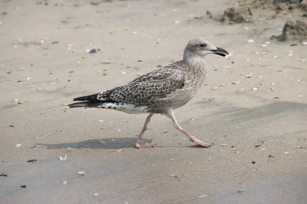 Möwe Strand Der Küste Von Noordwijk Den Niederlanden — Stockfoto