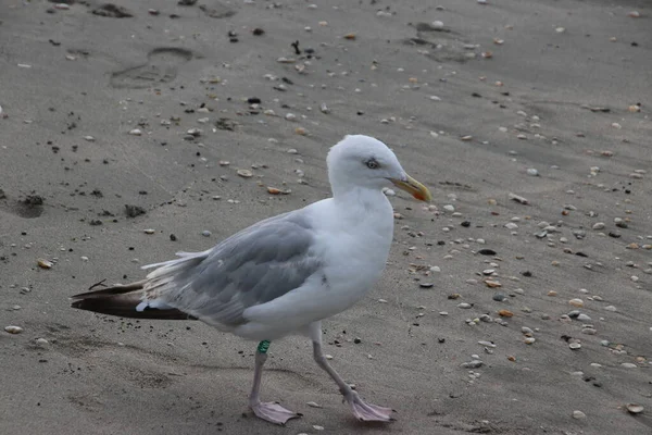 Möwe Strand Der Küste Von Noordwijk Den Niederlanden — Stockfoto