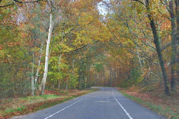 Hollanda Nın Veluwe Bölgesinde Sonbahar Mevsimi Boyunca Çeşitli Renklerde Yapraklar — Stok fotoğraf