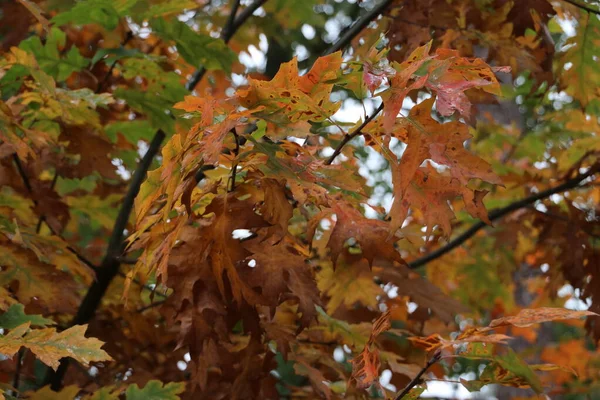 Bunte Blätter Verschiedenen Farben Während Der Herbstsaison Auf Dem Veluwe — Stockfoto