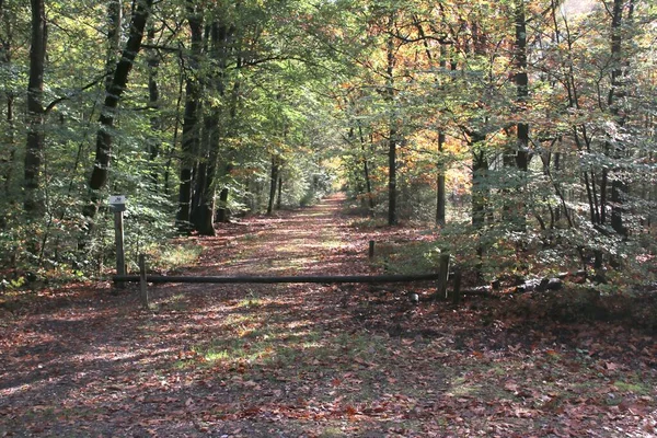 Foglie Colorate Diversi Colori Durante Stagione Autunnale Nella Zona Veluwe — Foto Stock