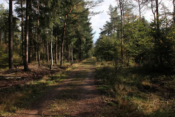 Folhas Coloridas Várias Cores Durante Temporada Outono Área Veluwe Holanda — Fotografia de Stock